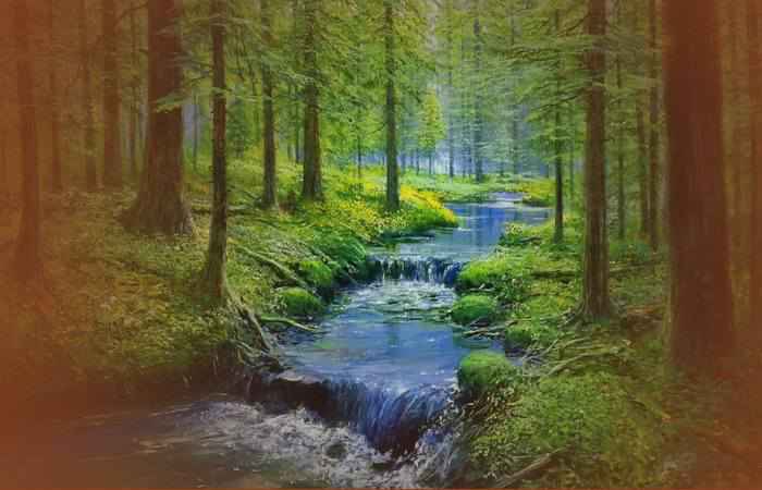 Ручей с водой в лесу